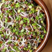Sprouting Seeds,How to Grow Sprouting Seeds